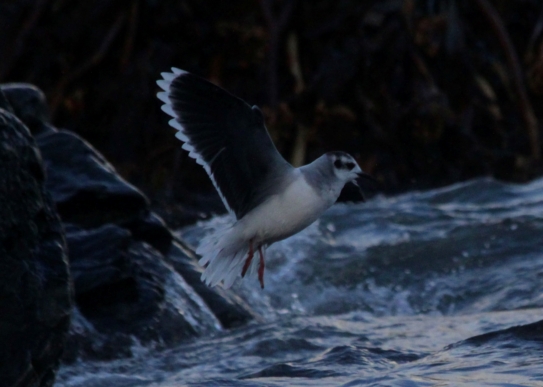Little Gull