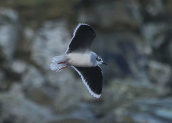 Little Gull