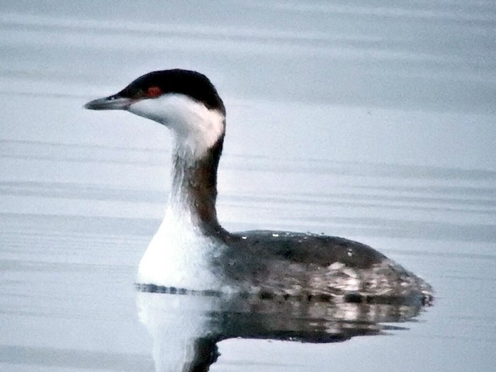 Slavonian Grebe