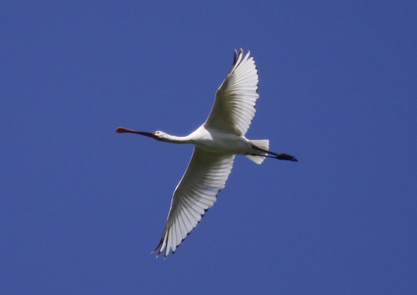 Spoonbill