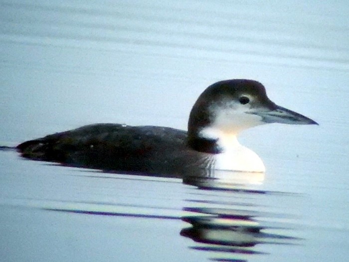 Great Northern Diver