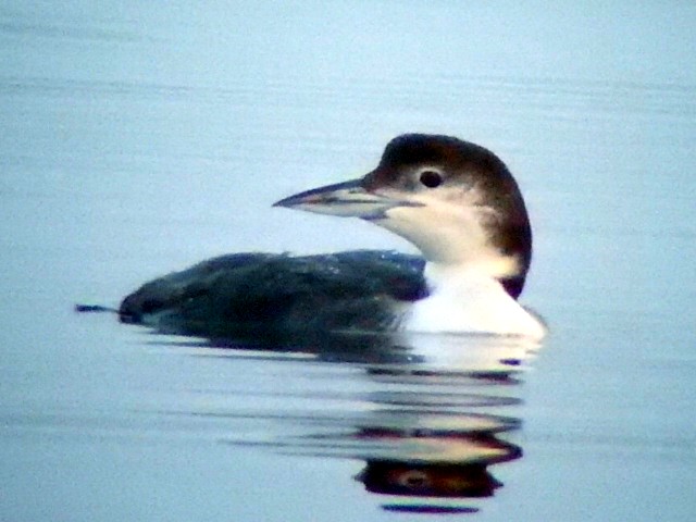 Great Northern Diver