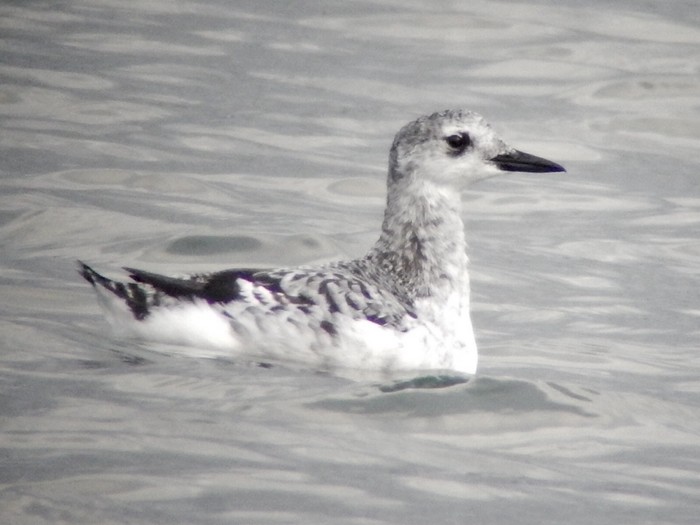 Black Guillemot