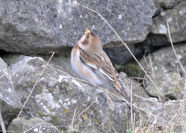Snow Bunting