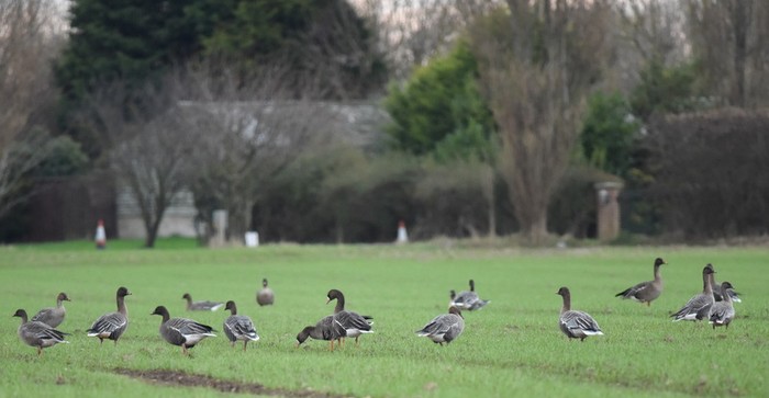 Taiga Bean Goose