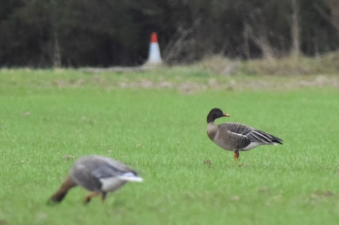 Taiga Bean Goose