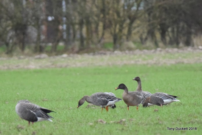Tundra Bean Goose