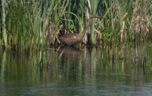 Purple Heron