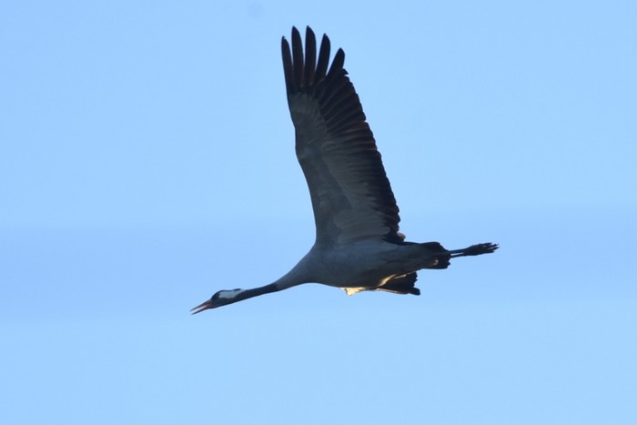 Common Crane
