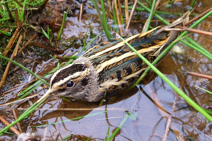 Jack Snipe