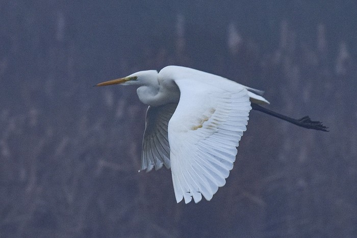 Great White Egret