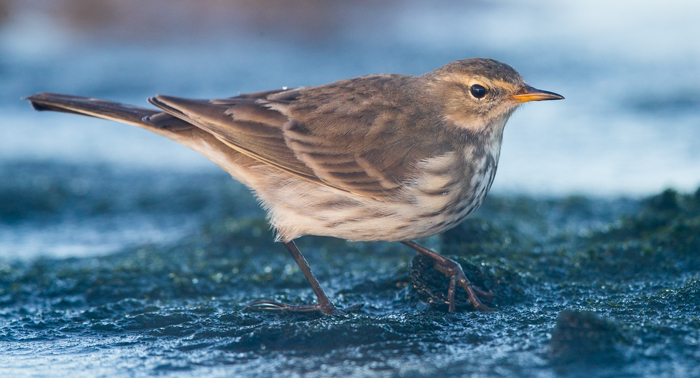 Water Pipit