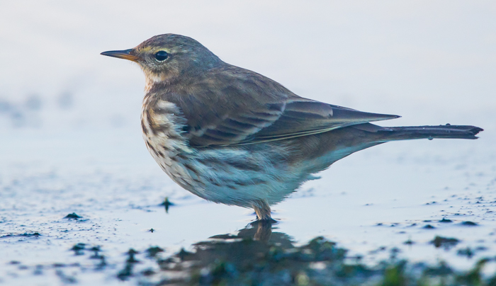 Water Pipit