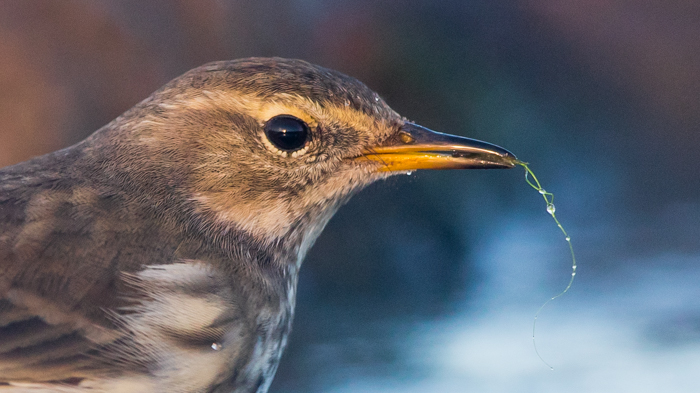 Water Pipit