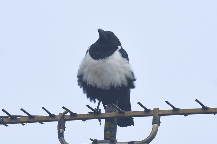 Pied Crow