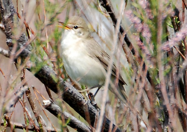 Marsh Warbler