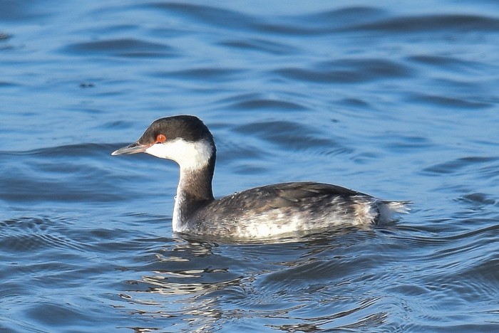 Slavonian Grebe