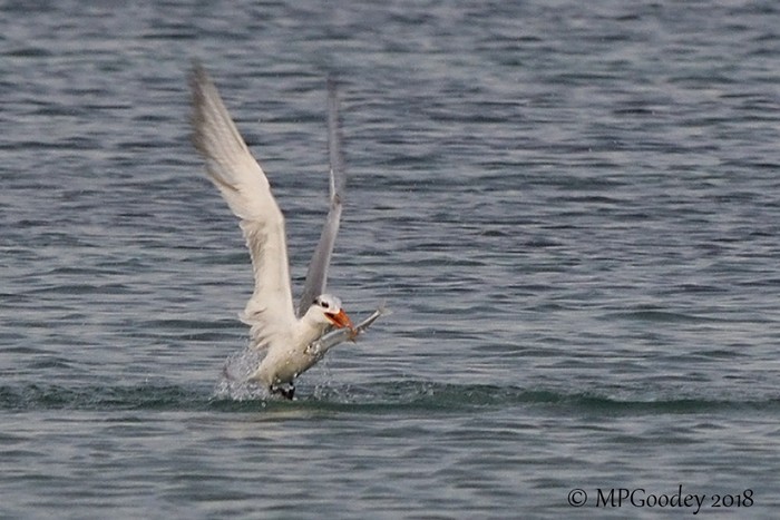 American Royal Tern