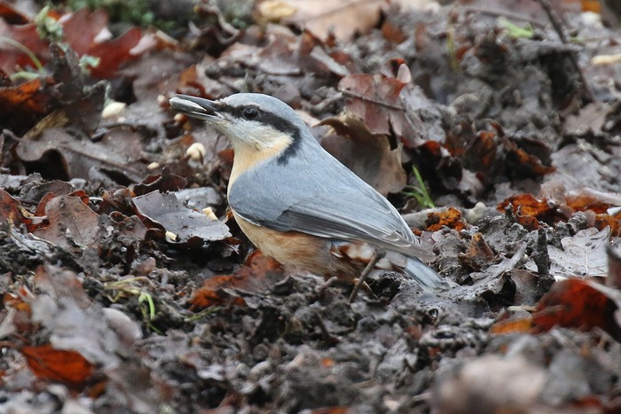 Nuthatch