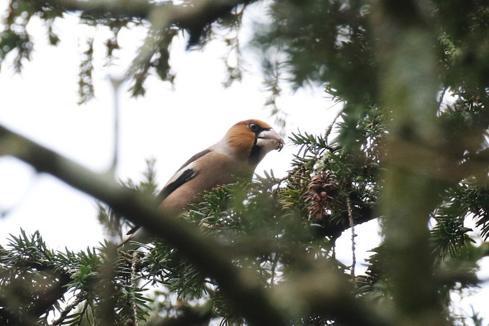 Hawfinch