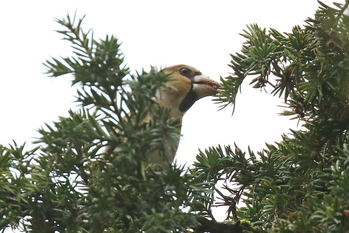 Hawfinch