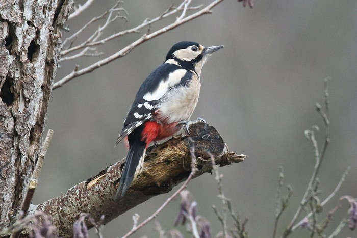 Great Spotted Woodpecker