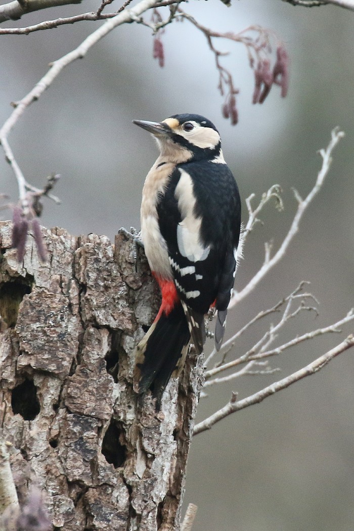 Great Spotted Woodpecker