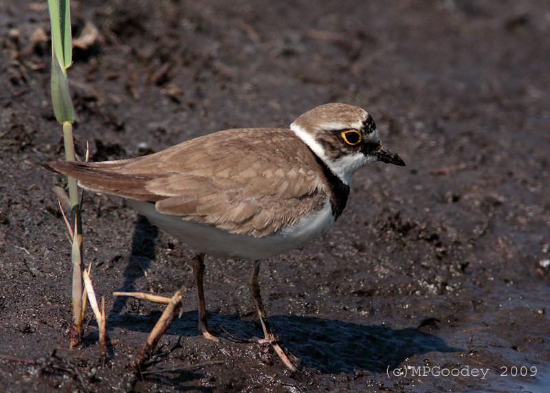 Little Ringed Plover