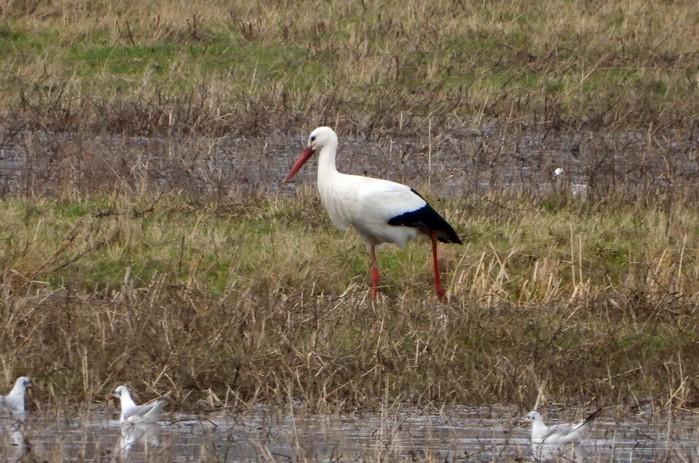 White Stork