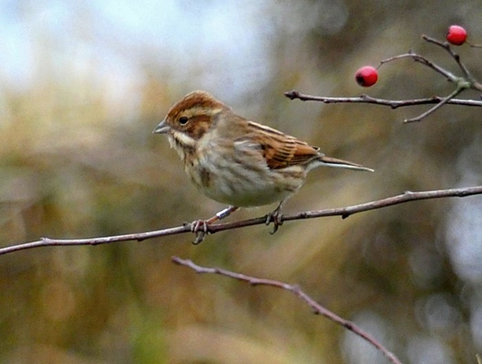 Reed Bunting
