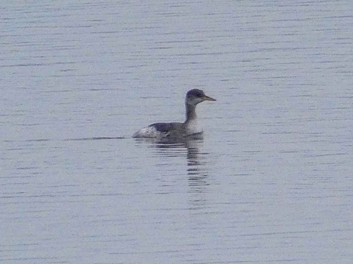 Red-necked Grebe
