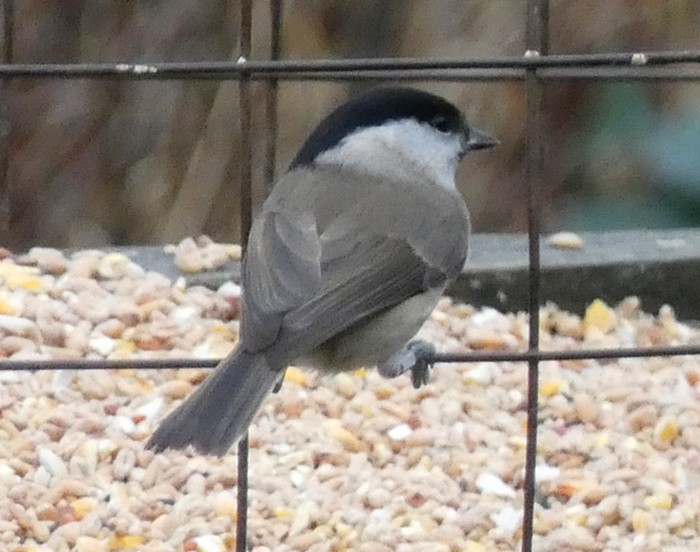 Marsh Tit