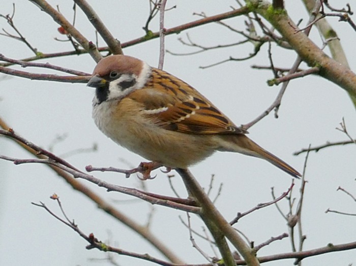Tree Sparrow