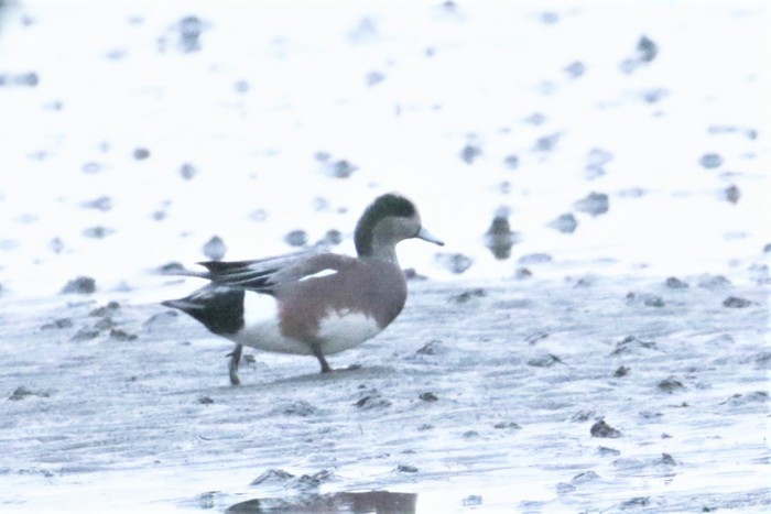 American Wigeon