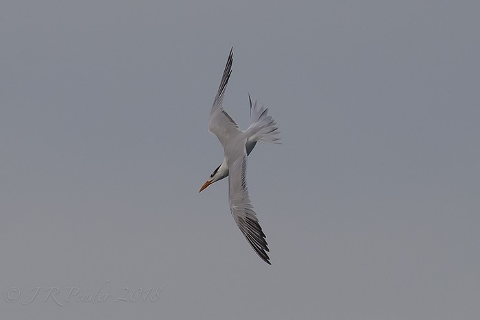 American Royal Tern