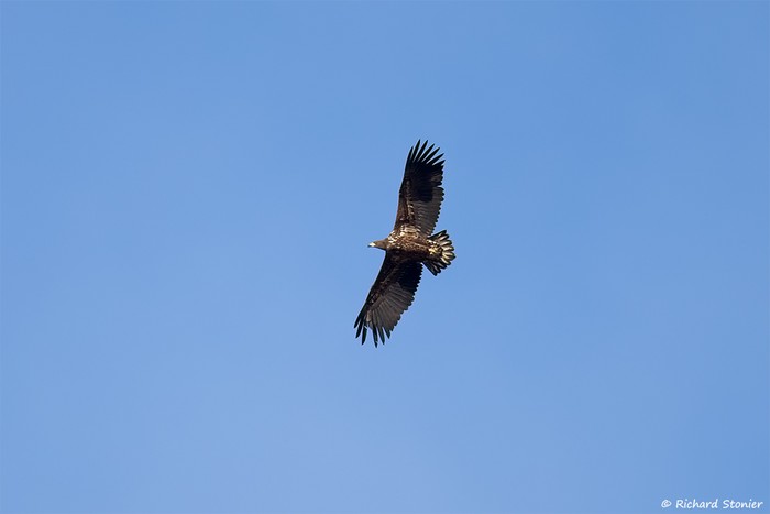 White-tailed Eagle