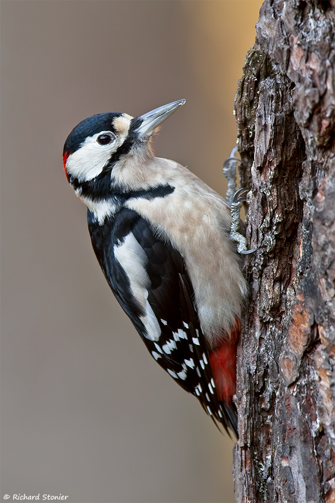 Great Spotted Woodpecker