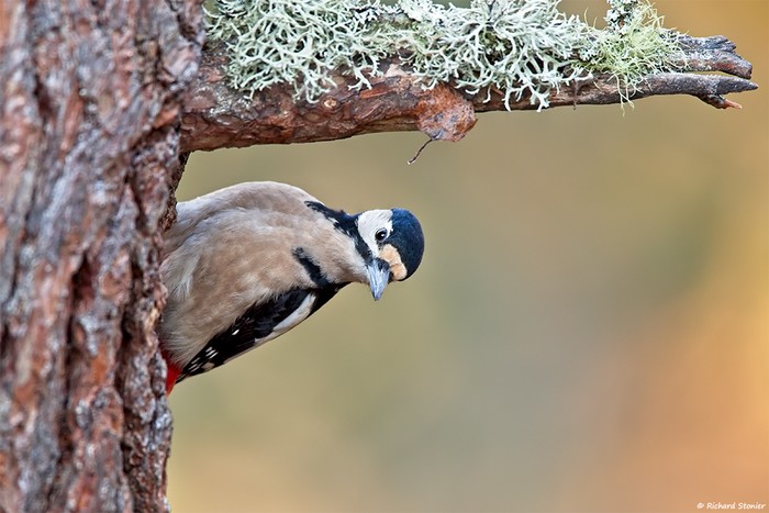 Great Spotted Woodpecker