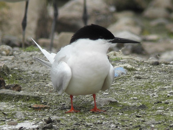 Roseate Tern