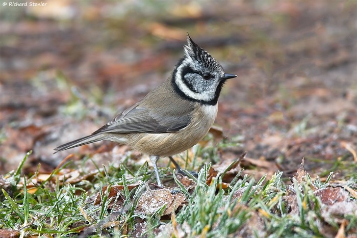 Crested Tit