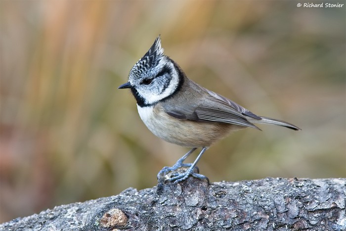 Crested Tit