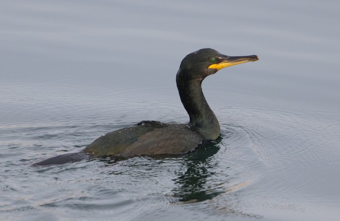Shag