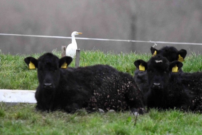 Cattle Egret