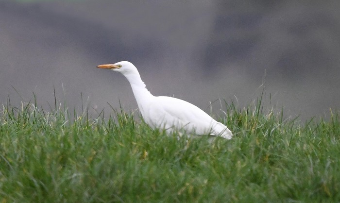 Cattle Egret
