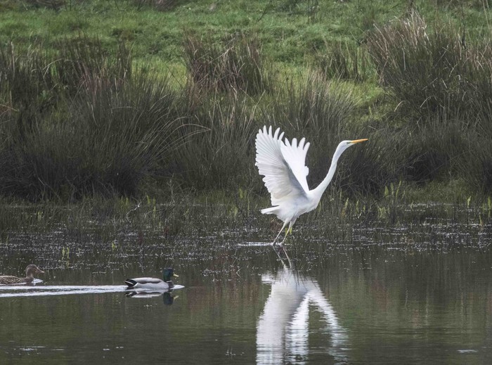 Great White Egret
