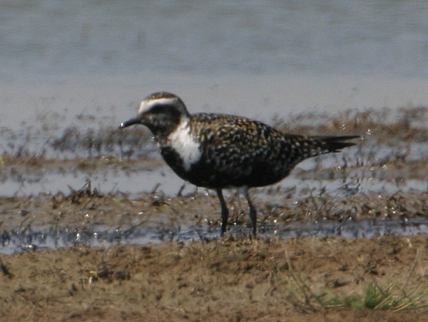American Golden Plover