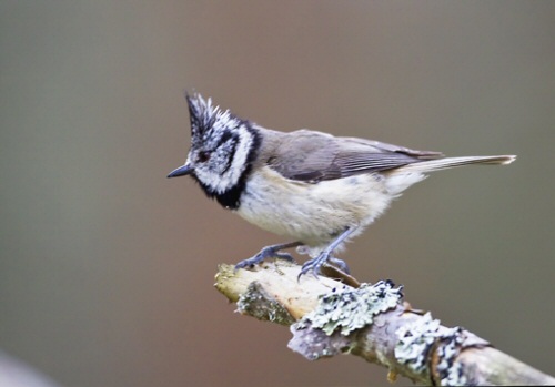 Crested Tit