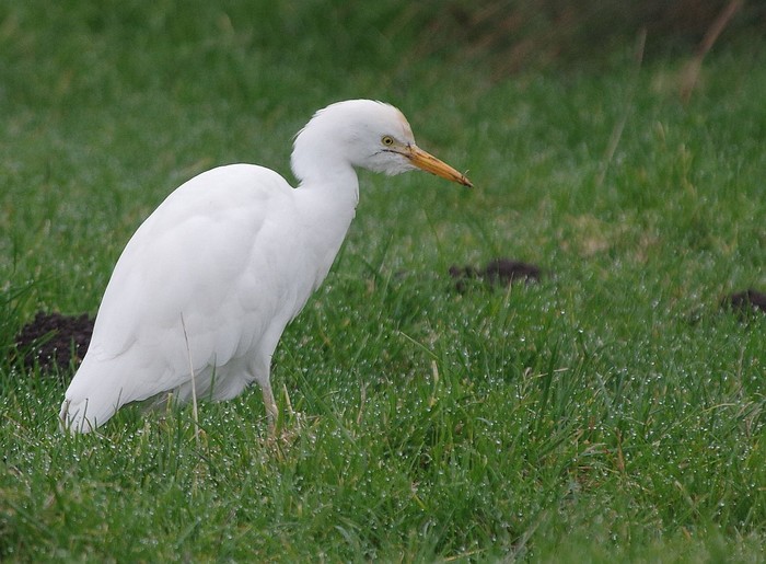 Cattle Egret