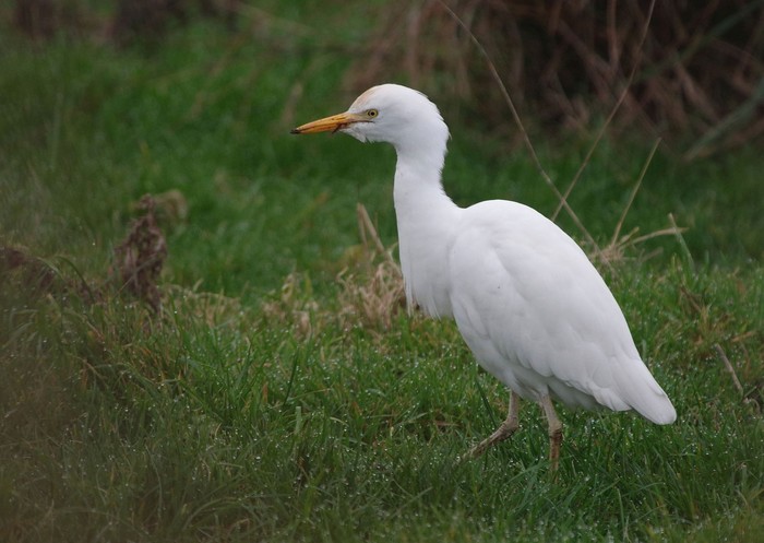 Cattle Egret
