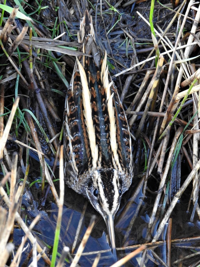 Jack Snipe